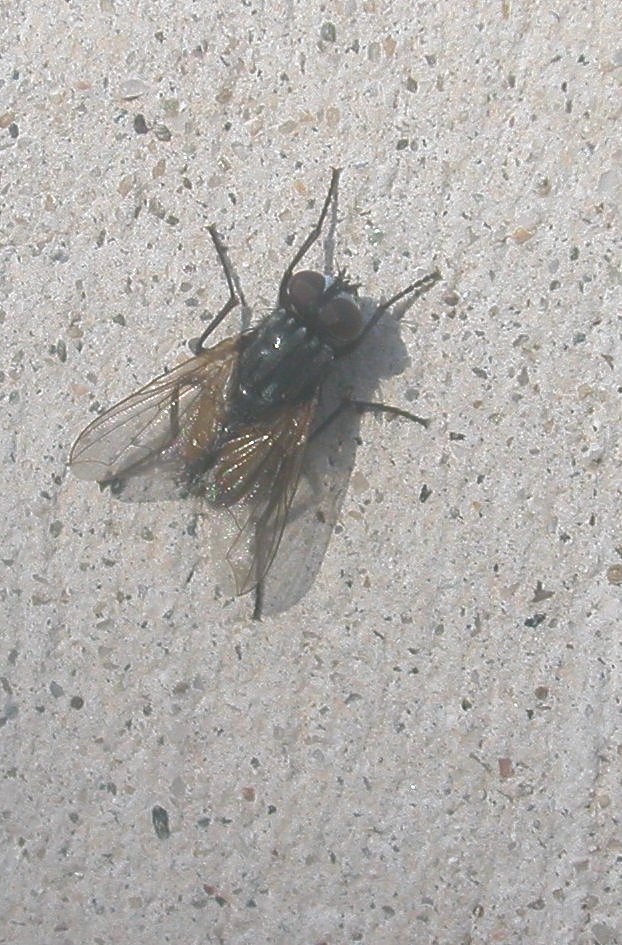 Musca domestica M (Muscidae)